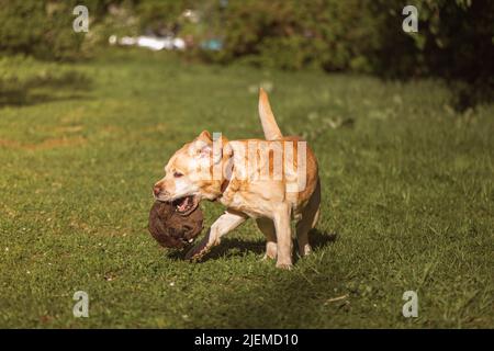 Ein Fawn Labrador spielt auf einem Spaziergang mit einem Ball Stockfoto