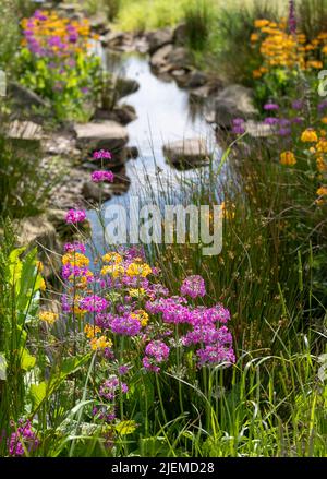 Farbenfrohe Kerzenleuchter-Primueln wachsen im chinesischen Garten am Bach im Bridgewater Garden, Salford, Großbritannien. Stockfoto