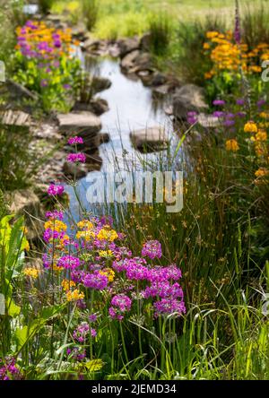 Farbenfrohe Kerzenleuchter-Primueln wachsen im chinesischen Garten am Bach im Bridgewater Garden, Salford, Großbritannien. Stockfoto