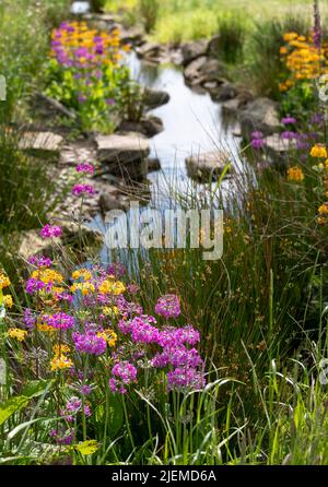 Farbenfrohe Kerzenleuchter-Primueln wachsen im chinesischen Garten am Bach im Bridgewater Garden, Salford, Großbritannien. Stockfoto