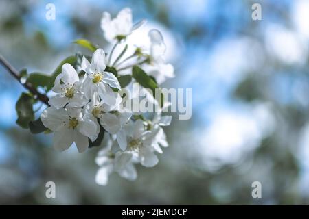 Schöne weiße Apfelblüten. Frühling Stockfoto