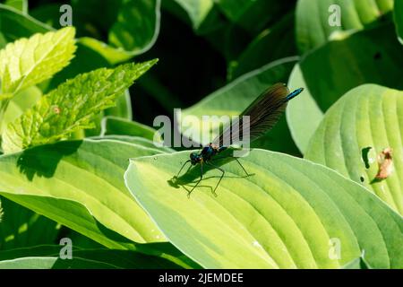 Gartenfreundliches Insekt mit einer liblättrigen Hosta „Goldrausch“-Fliege Stockfoto