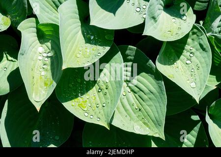 Wassertropfen auf Blättern Hosta „Blaue Regenschirme“ Stockfoto