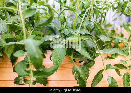 Nahaufnahme der Blätter einer Tomate. Stockfoto