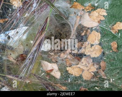 Eine Labyrinth-Spinne (Agelena labyrinthica), die in ihrem Trichternetz auf Hounslow Heath, London, Großbritannien, sitzt. Stockfoto