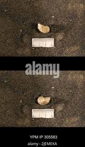 Cyrtolites ornatus Conrad, 1838. Stockfoto