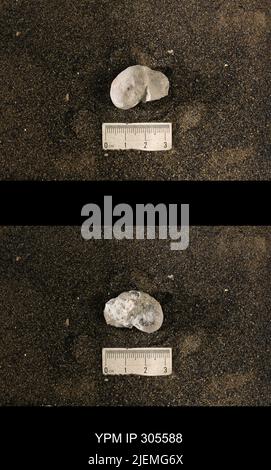 Cyrtolites ornatus Conrad, 1838. Stockfoto