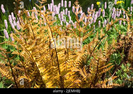 Dryopteris erythrosora 'Brilliance' Japanischer Schildfarn im Garten Persicaria 'Superba' Hintergrund Stockfoto