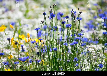 Blau-weiß-gelb, Gartenwiese, Centaurea cyanus, Candytuft-Blüten Stockfoto