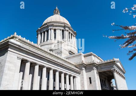 US-Hauptstadt mit Sakura-Blüte. Washington State Capitol. Gesetzgebendes Gebäude in Olympia Stockfoto