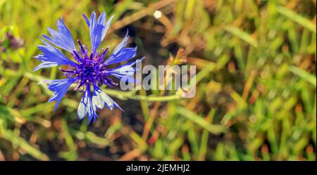 Blaue Kornblume auf verschwommenem Hintergrund in Polen Stockfoto