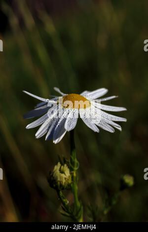 Tropfen Morgentau auf die weißen Blütenblätter einer Gänseblümchen auf dem dunklen Hintergrund Stockfoto