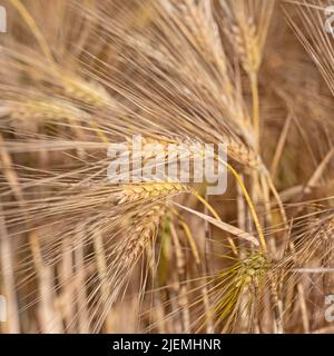 Reife Gerste, Hordeum vulgare, Nahaufnahme Stockfoto