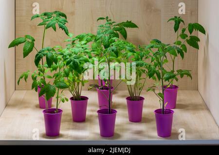 Tomatensämlinge in rosa Tassen auf Holzbrettern Stockfoto