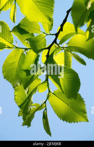 Ulme, Ulmus x hollandica, Blätter, Ulmus, Baumzweig, Hintergrundbeleuchtung Stockfoto