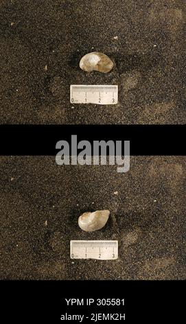 Cyrtolites ornatus Conrad, 1838. Stockfoto