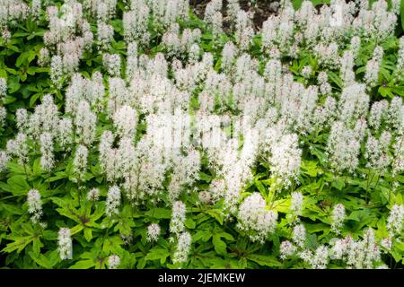 Foamflower Tiarella 'Sugar and Spice' in einem schattigen Gartenplatz Stockfoto