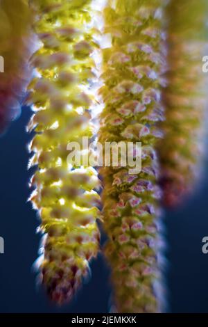 Frühlingsmotiv. Grüne, flauschige Birkenblüte (Catkin). Extreme Nahaufnahme Stockfoto