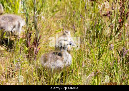 Branta canadensis beim Küken im Gras Stockfoto