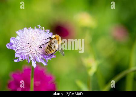 Bombus pascuorum, Carder-Biene, die im Sommer von Scabiosa-Blüten ernährt wird, Großbritannien Stockfoto