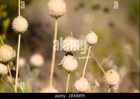 Löwen ohren Samen (Leonotis leonurus) in Namibia Afrika Stockfoto