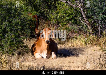 Braunvieh liegen auf einer Farm in Namibia Afrika Stockfoto