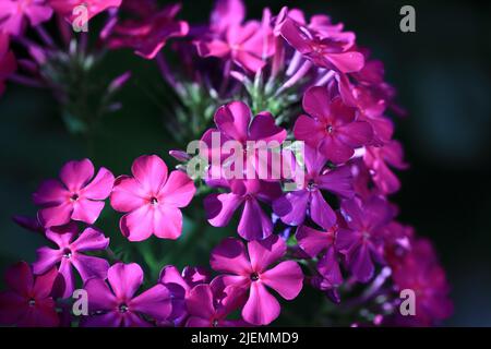 Bouquet von lila Blumen im Garten. Bouquet von lila Blüten mit grünen Blättern, verschwommener Hintergrund. Schön, Schönheit, Geburtstag, Blüte, Blüte Stockfoto