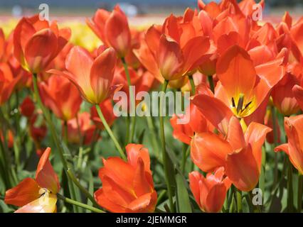 Nahaufnahme von orangefarbenen Tulpen auf einem Feld an einem sonnigen Tag in Washington, USA. Stockfoto