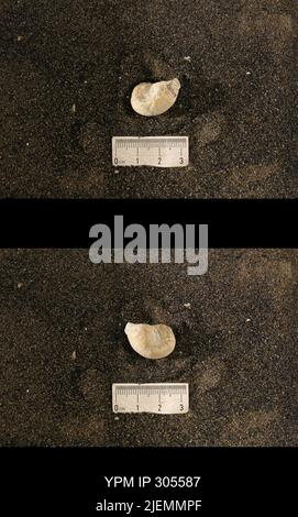 Cyrtolites ornatus Conrad, 1838. Stockfoto