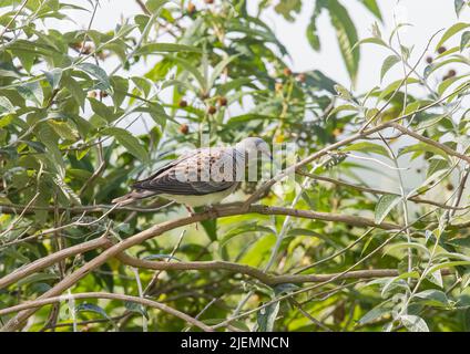 Eine vom Aussterben bedrohte Turteltaube (Streptopelia turtur), die in einem Baum in einem Bauerngarten thront. Essex, Großbritannien Stockfoto