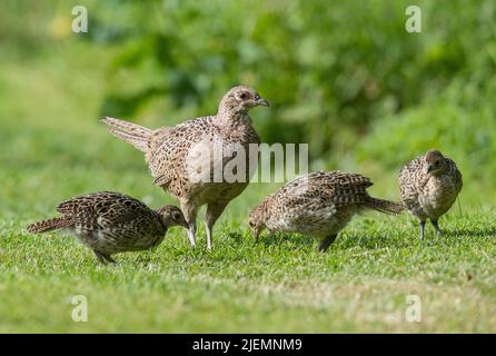 Eine Familie von Farnen, Mutter und drei Teenager, die in der Sonne füttern. Essex, Großbritannien Stockfoto