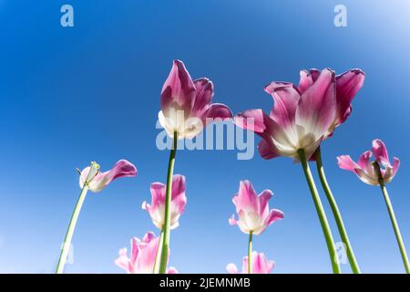 Nahaufnahme von unten von mehreren Tulpen Blumen blühen am blauen Himmel Stockfoto