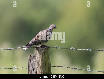 Der am meisten zurückgehende Vogel Großbritanniens . Eine Schildkrötentaube , saß auf einem Zaunpfosten auf einer Farm in Essex , Großbritannien Stockfoto