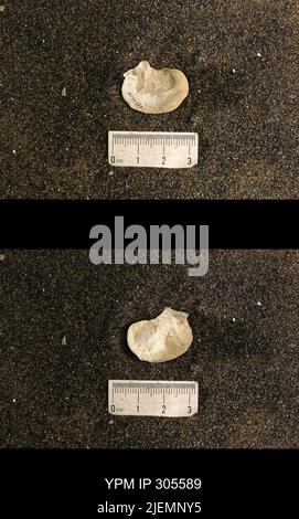 Cyrtolites ornatus Conrad, 1838. Stockfoto