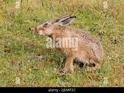 Ein frech kleiner brauner Hase leveret , Fütterung zwischen den Blumen auf einem grasbewachsenen Ufer . Suffolk, Großbritannien Stockfoto