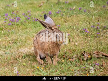 Ein frech kleiner brauner Hase leveret , Fütterung von Unkraut zwischen den Blumen auf einem grasbewachsenen Ufer . Suffolk, Großbritannien Stockfoto