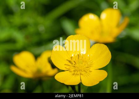 Makroaufnahme von blühenden schleichenden Schmetterlingen (Ranunculus repens) Stockfoto