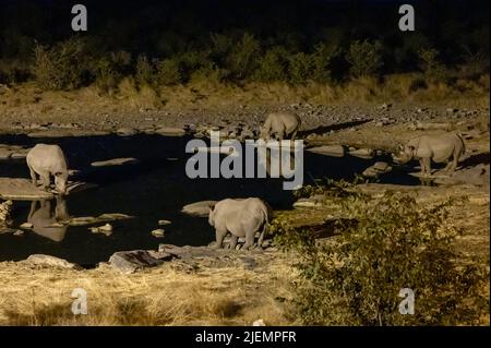 Ein Black Rhino-Mutter und ein Kalb trinken in den frühen Morgenstunden am Halali (Moringa) Wasserloch im Etosha National Park, Namibia Stockfoto