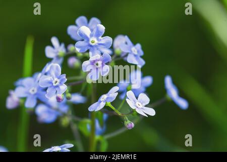 Vergiss mich nicht , blaue Blumen an einem Sommertag. Makrofoto mit selektivem Weichfokus Stockfoto