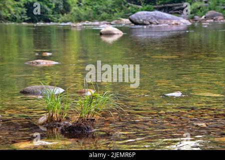 Pflanzenwelt auf dem Pigeon River in North Carolina Stockfoto