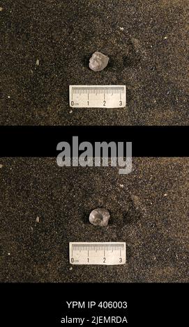 Cyrtolites ornatus Conrad, 1838. Stockfoto