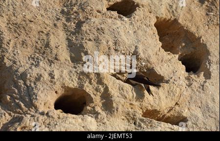 Der Sand martin - Riparia riparia - oder europäischer Sand martin, Bank Schwalbe in Amerika, und Halsbandsand martin im indischen Subkontinent, ist ein m Stockfoto