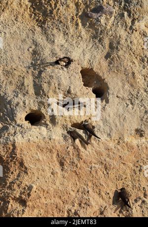 Der Sand martin - Riparia riparia - oder europäischer Sand martin, Bank Schwalbe in Amerika, und Halsbandsand martin im indischen Subkontinent, ist ein m Stockfoto