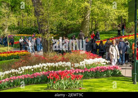 Keukenhof, Gartenanlage, Freizeitpark, Frühlingspark, Frühlingsblumenschau, In der Nähe von Lisse, Südholland, Niederlande, Tulpen, Narzissen und Hyazinthe Stockfoto