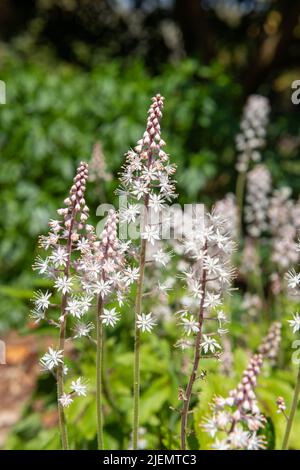 Nahaufnahme von blühenden Blattschäumen (Tiarella cordifolia) Stockfoto