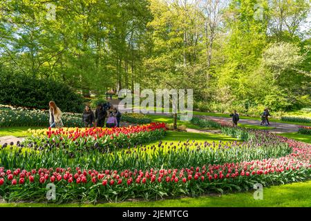 Keukenhof, Gartenanlage, Freizeitpark, Frühlingspark, Frühlingsblumenschau, In der Nähe von Lisse, Südholland, Niederlande, Tulpen, Narzissen und Hyazinthe Stockfoto