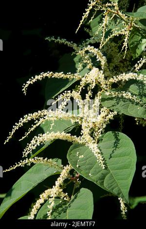 Blühende Riesenknotweed-Pflanze auf schwarzem Hintergrund Stockfoto