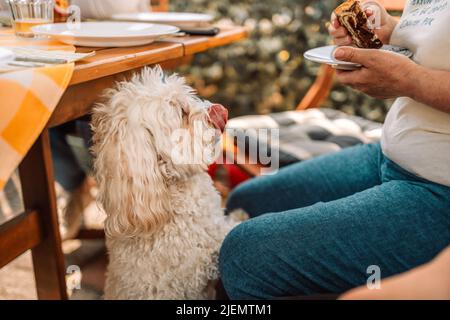 Kleiner weißer bichon-Friesenhund steht auf und will den Kuchen im Straßencafe essen Stockfoto