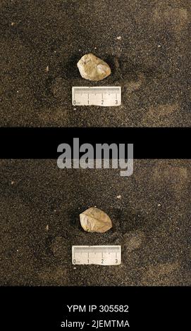 Cyrtolites ornatus Conrad, 1838. Stockfoto