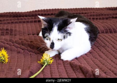 Schwarz-weiße Katze schnüffelt aus nächster Nähe einen Dandelion Stockfoto